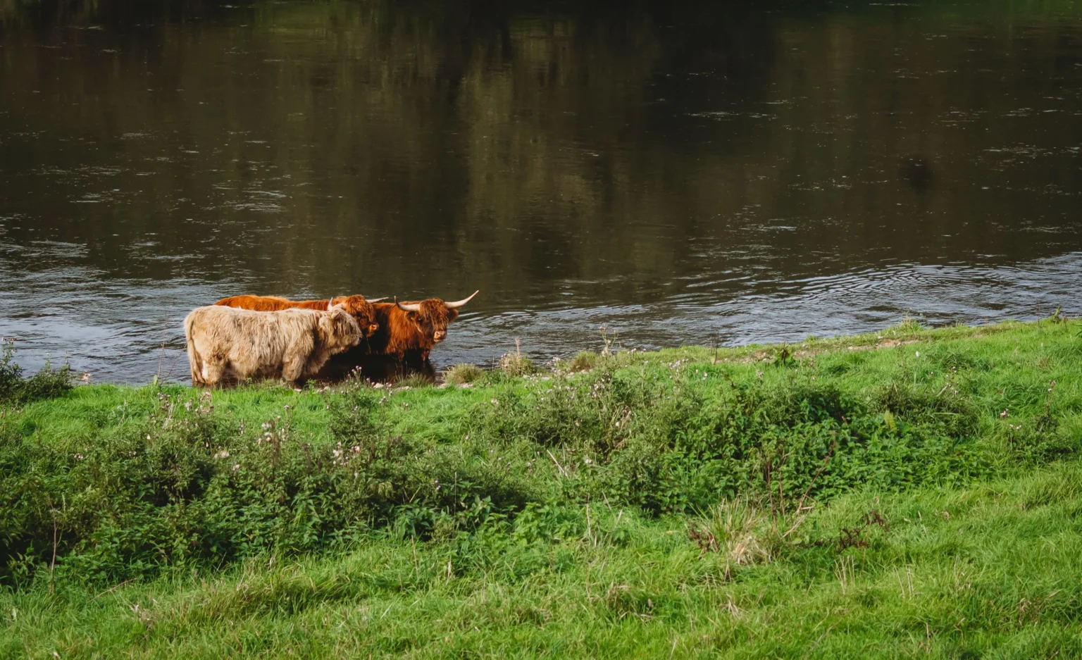 The River Tweed in the Scottish Borders on the private day tour from Edinburgh