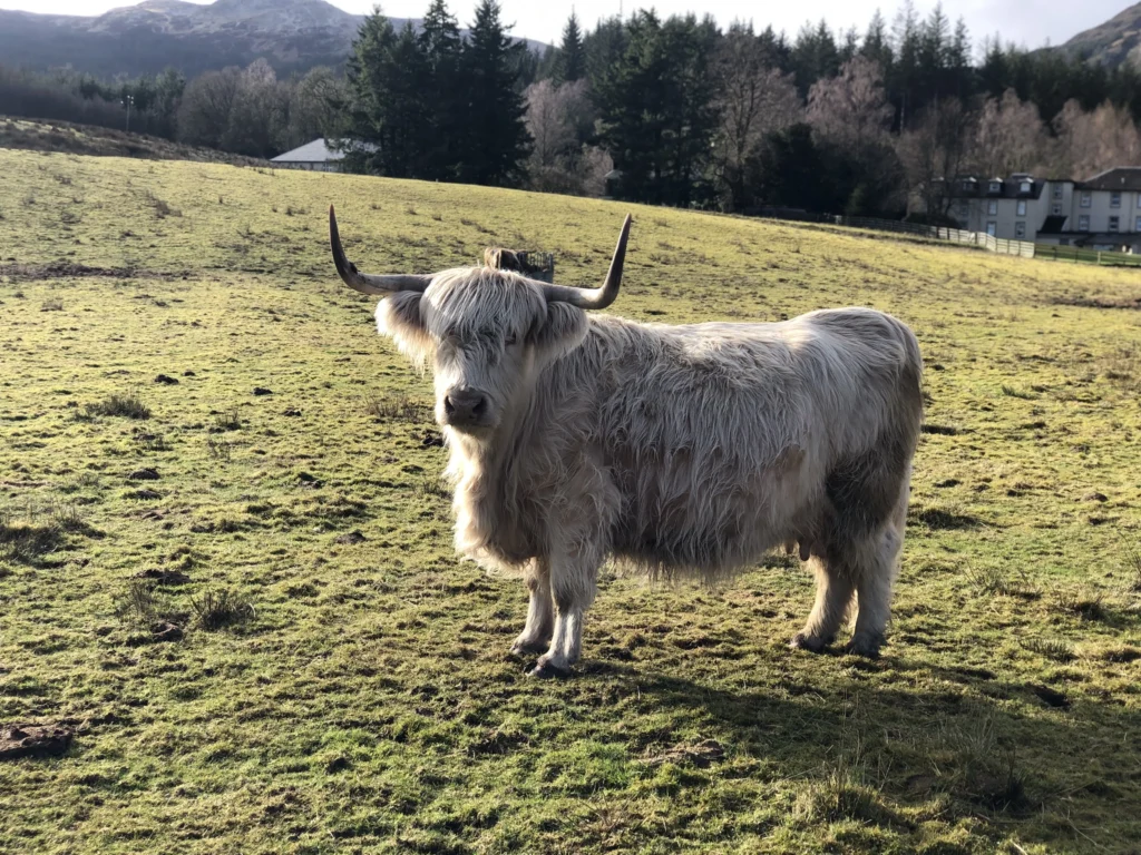 Scottish Highland cattle