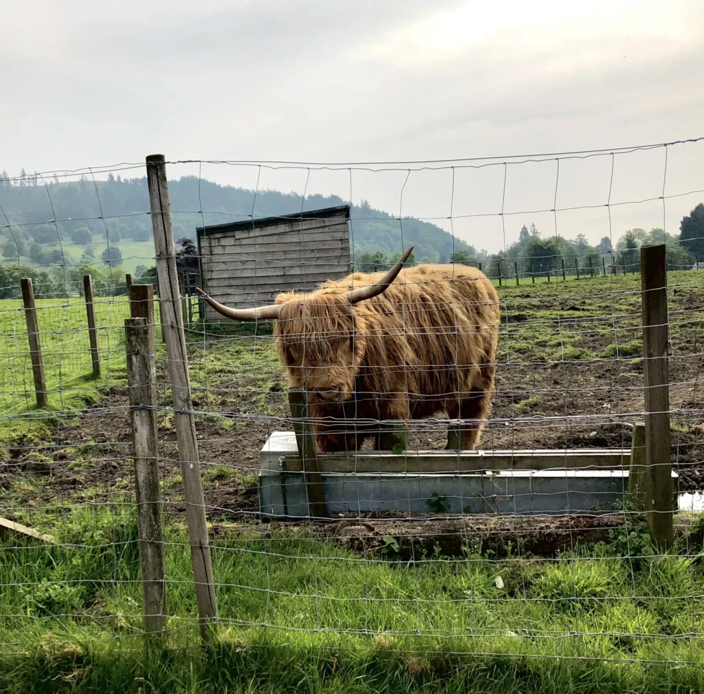 Scottish Highland cattle breed