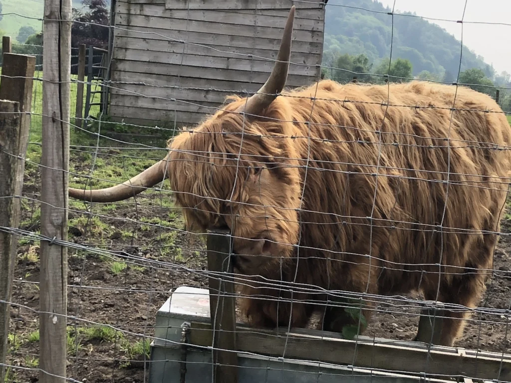Scottish Highland cattle breedd