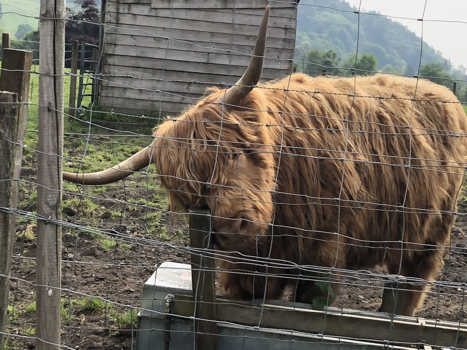 Scottish Highland cattle breedd